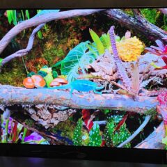 Samsung lança novo portfólio de TVs no Brasil, com destaque para as TVs Micro RGB
